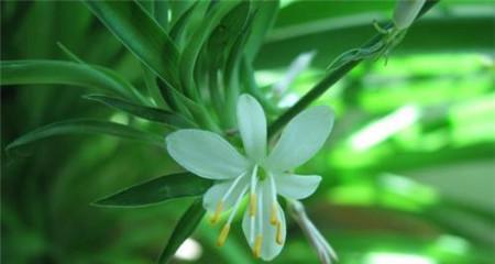 吊兰开花季节及特点（一年开一次花，如何促进吊兰开花？）