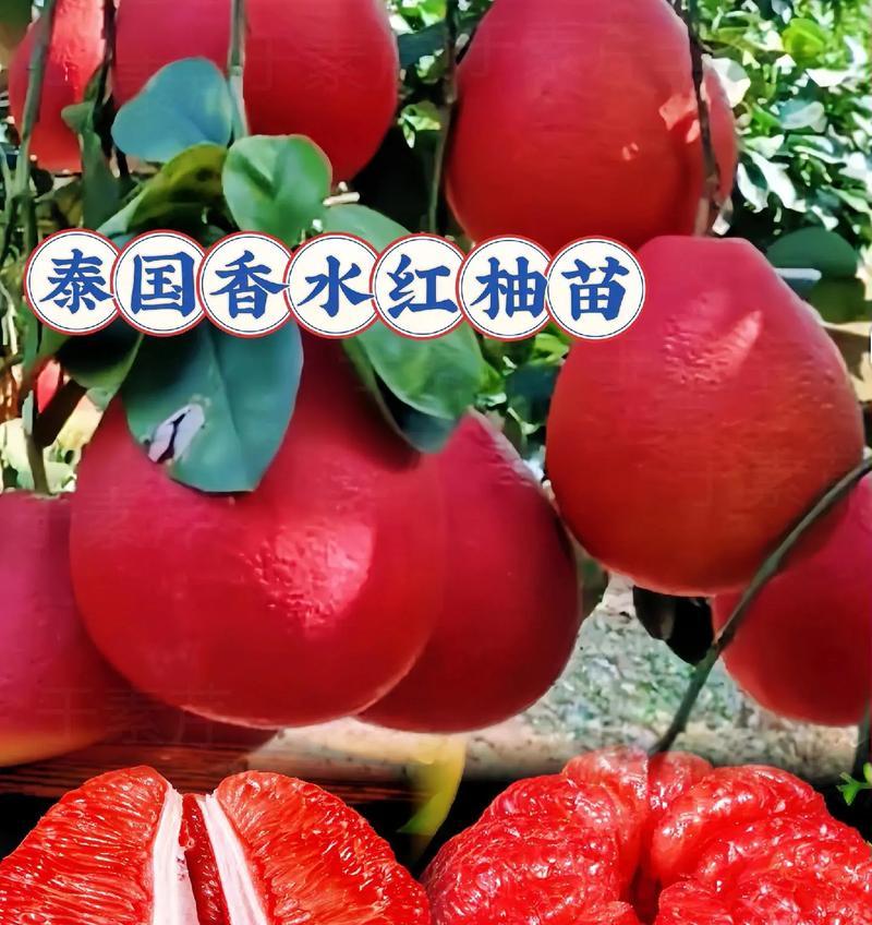 红心柚子成熟季节（探究红心柚子成熟的季节特点及保养方法）