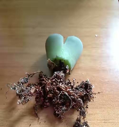 生石花的浇水技巧（掌握浇水频率，让生石花茁壮成长）
