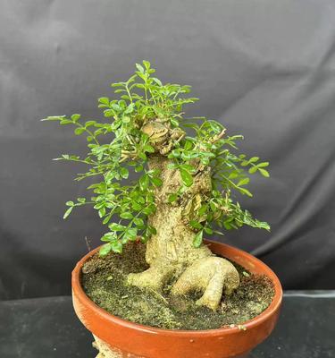 白蜡的种植与养护（探秘白蜡养殖之道，助力白蜡产业发展）