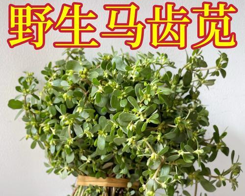探寻和蚂蚁菜相似的神奇草（揭开神秘的草本植物奥秘）