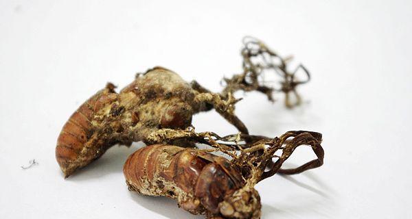 金蝉花的生长环境与特点（探索金蝉花的适生条件与独特之处）