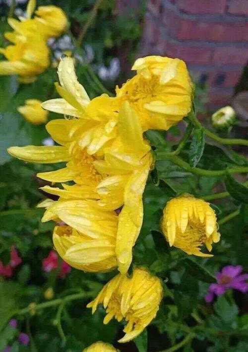 野菊花花语的寓意（寓意丰富的野菊花，如何解读它的花语？）
