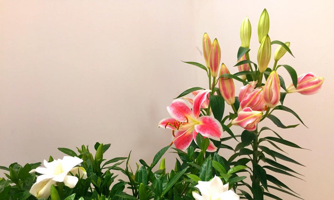 百合花香味美丽却有毒性？（百合花的香味是否有害健康？揭秘百合花的毒性成分）