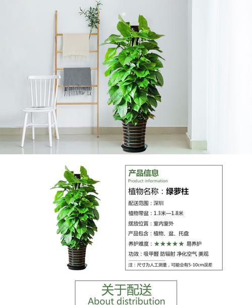 绿萝柱（为何绿萝柱是办公室的最佳选择？）