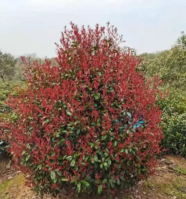 红叶石楠（种植技巧、养护要点及观赏价值）