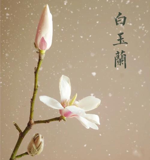 玉兰花的开花周期和花期（从生命周期到花期，探究玉兰花的美丽之谜）