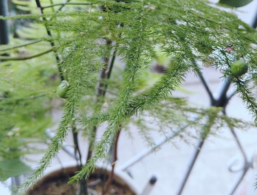 文竹开花结果的奥秘（探究文竹花开结果的时机和因素）