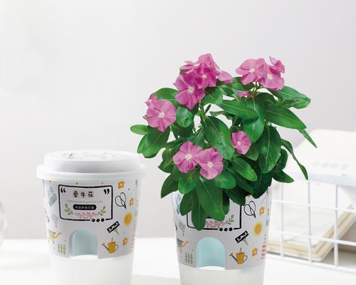 迷你花卉，小空间大美景（如何在有限的空间中打造美丽的花园）