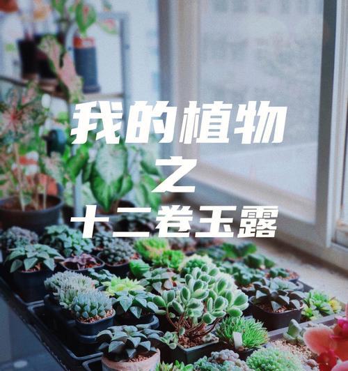 玉露浇水的正确方法