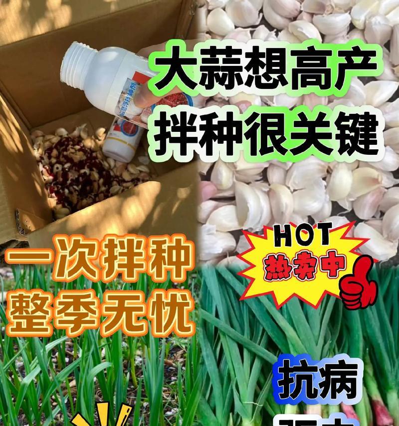 大蒜种子种植方法详解（如何选择大蒜种子和种植过程中需注意的事项）