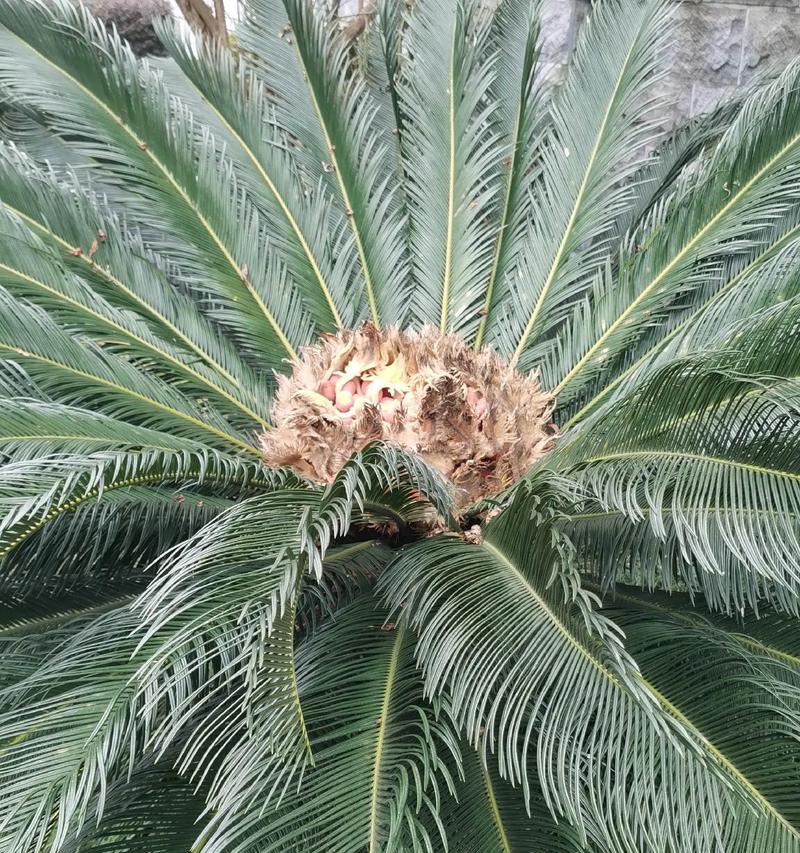 铁树花开时间及其特点（探究铁树开花的规律与影响因素）