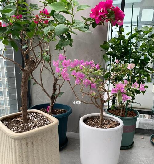 如何适时更换鸭脚木盆？（学会识别植株需求，让鸭脚木茁壮成长）