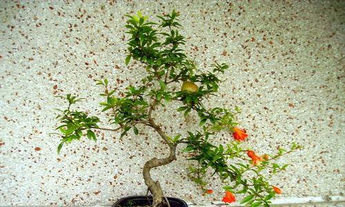 石榴盆景几年结果实的奥秘（探究石榴盆景成果的时间及技巧）