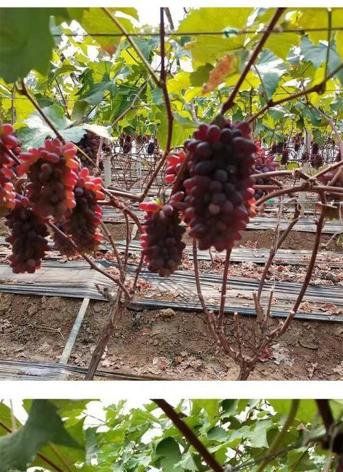 探究进口红提的产地（追寻全球最佳葡萄种植地）