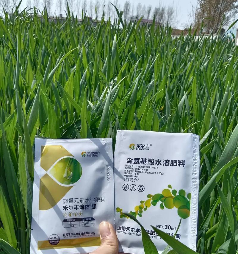 小麦果实之争（揭开小麦果实的真面目、探究其归属权）
