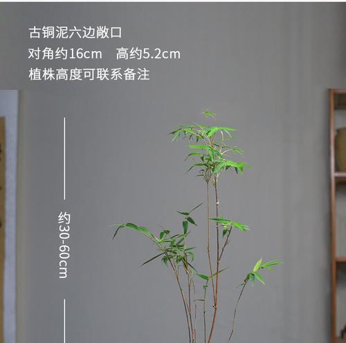 阳台种竹子，让你的家更有氧气（步步高生长，空气清新化）