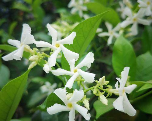 解读风车茉莉——一种优美的草本植物（风车茉莉的特点及生长习性）