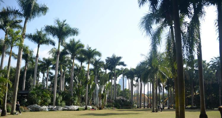 东北地区适合种植的主要树种（探讨东北适宜种植的常见树种及其适应能力）