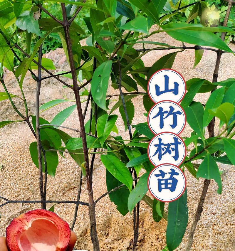 山竹核能种吗？揭开山竹种子的神秘面纱（探索山竹种子的生长特点，解密种子的萌发秘密）