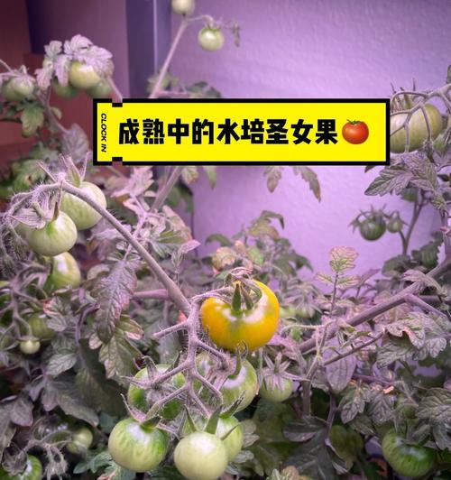 圣女果成熟的时间：掌握正确的成熟时间让你吃到更美味的圣女果