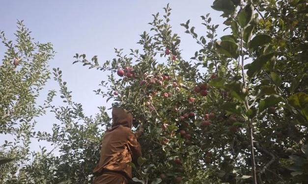 苹果采摘时间与收获季节（了解苹果成长规律，掌握采摘技巧）