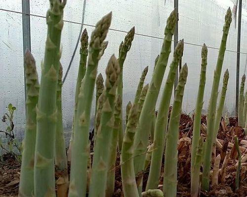 如何选择最佳种植时间？——芦笋种植季节指南（为什么要选对种植时间？芦笋的生长和收成周期）