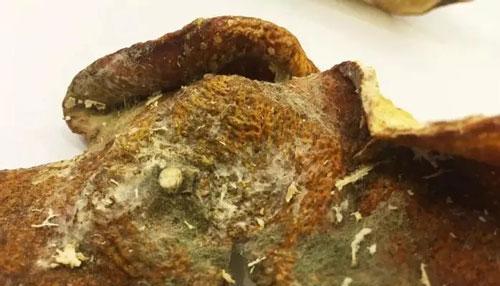 如何有效清除凤眼菩提长虫子（凤眼菩提长虫子危害、清除方法、防止再次滋生）