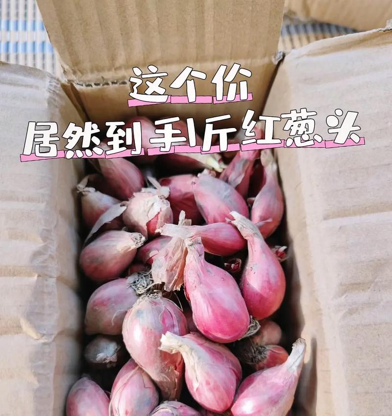 如何选择适合种植红葱头的月份？
