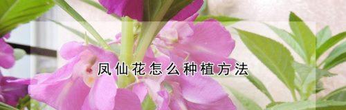 小木槿种子繁殖与种植技巧（从采集到种植，你需要知道的全部）