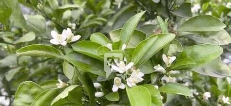 揭秘柑橘的被子植物身份（柑橘果实是如何形成的）