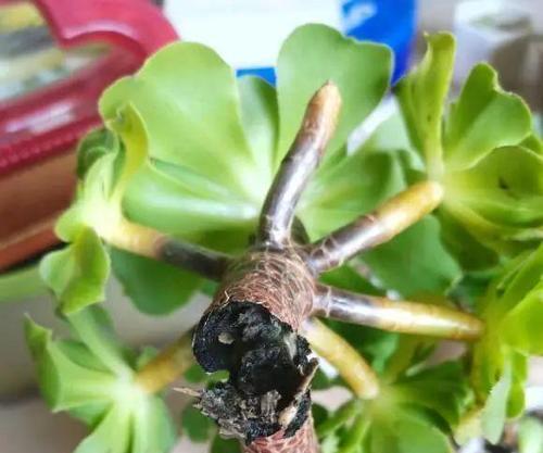 肉肉植物叶子掉落怎么办？（肉肉植物叶子掉落的原因、如何诊断、如何治疗）