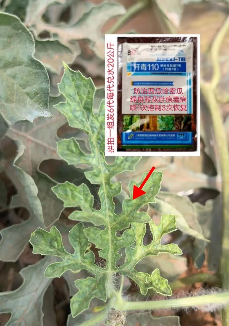 西瓜花叶病的症状及防治方法（有效预防西瓜花叶病的关键）