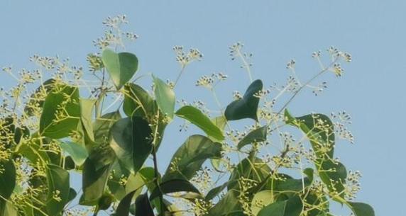 香樟树开花时间及季节（探秘香樟树的开花奥秘）