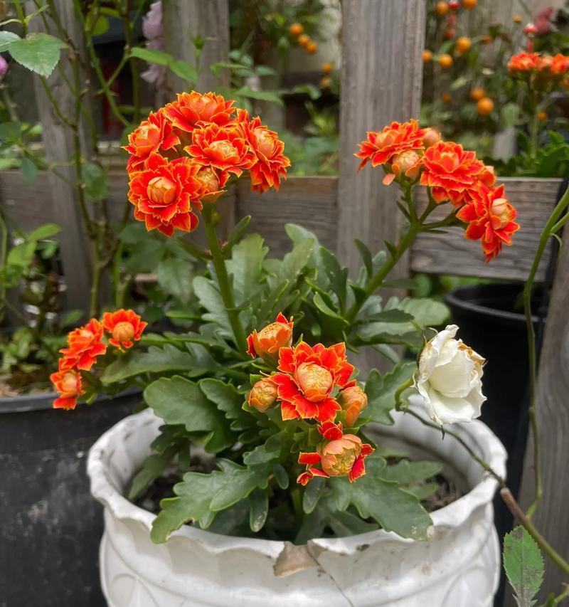 长寿花的花期及生长特点（揭秘长寿花的美丽之谜——花期是什么时候？）