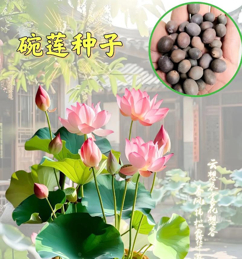 打造水芙蓉花海的秘籍（水芙蓉怎么养才能长好？）