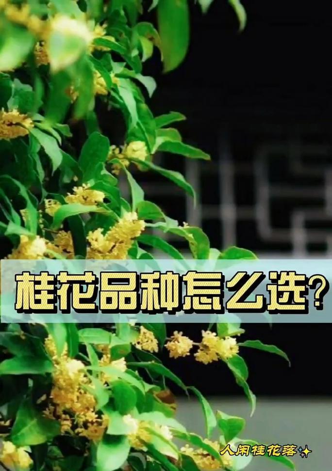 家门口种上桂花树，享受香气人生（桂花树种植的方法与细节分析）
