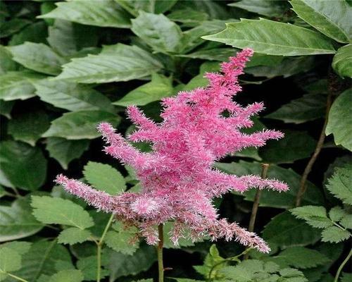 络新妇花的生长特性剖析（探究络新妇花的生命周期及其适宜栽培环境）