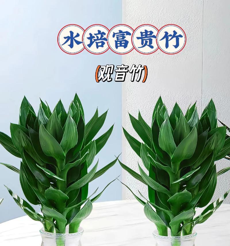 观音竹的养殖与注意事项（打造绿色环保居家生活，关注观音竹的种植和护理）