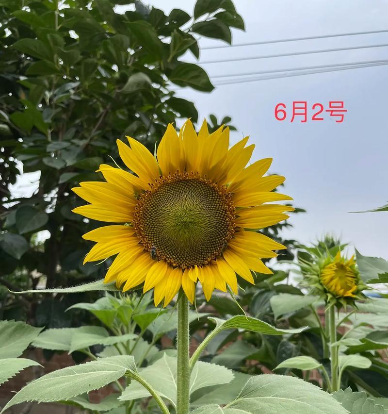 向日葵种植间距该如何设置？（最佳间距应遵循的原则、影响因素、具体设置方法）