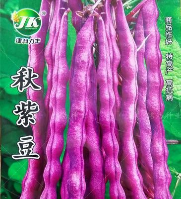 四季豆的种植时间与技巧（从播种到收获，如何让四季豆健康生长）