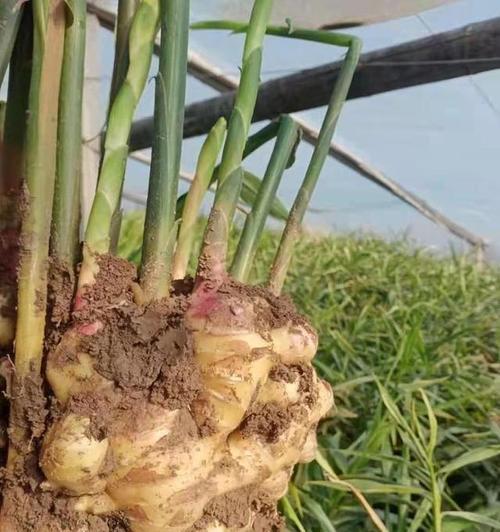 姜的最佳种植时间（选择合适的季节和气候条件）