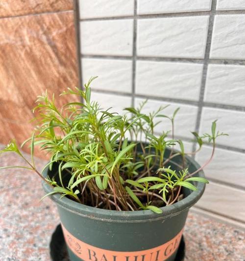 波斯菊的生长环境与栽培技巧（探究波斯菊的喜好条件与繁衍之道）