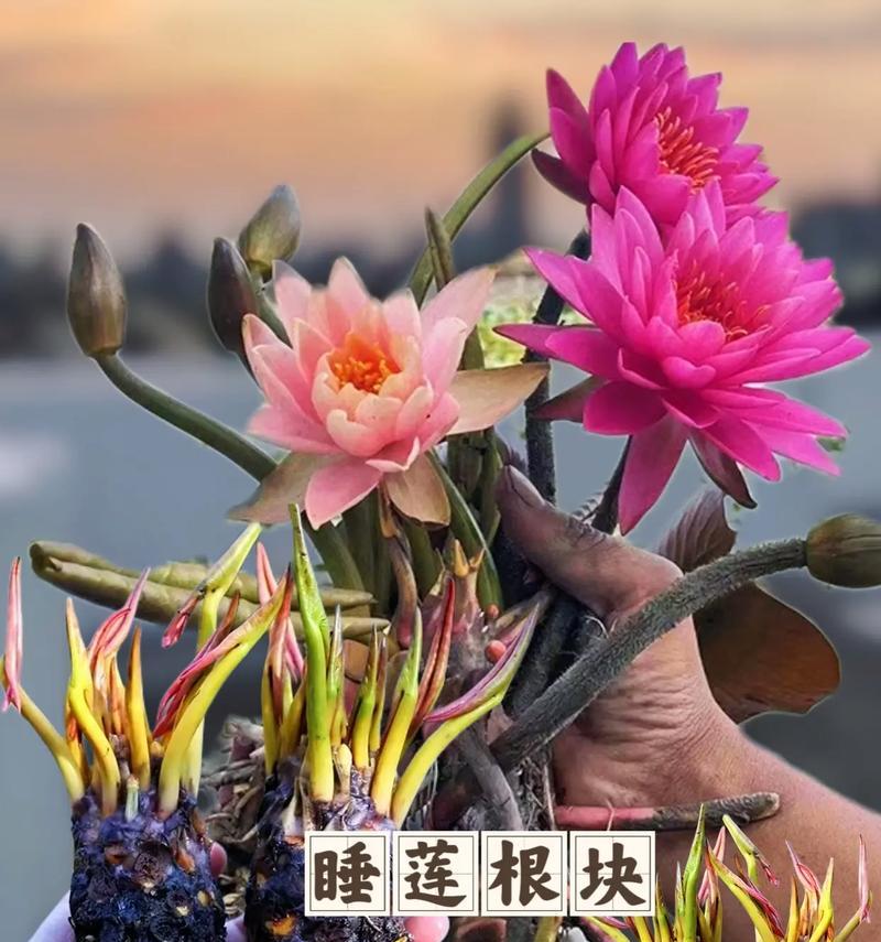睡莲的花期是多久时间？（探究睡莲花期的时间长度以及影响因素）