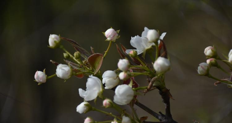 探究梨花盛开的颜色与意义（探究梨花盛开的颜色与意义）