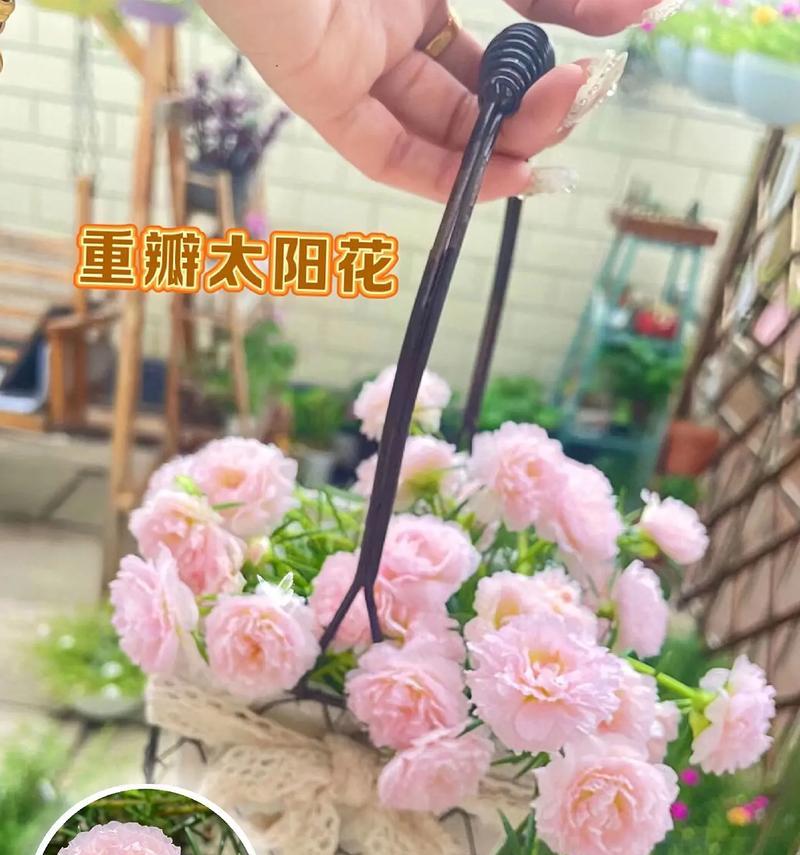 非洲菊的种植及栽培方法（了解非洲菊的种植时间和栽培技巧，让你轻松打造花园新亮点）