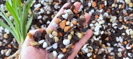 榆树皮种兰花的方法和注意事项（榆树皮种兰花的方法和注意事项）