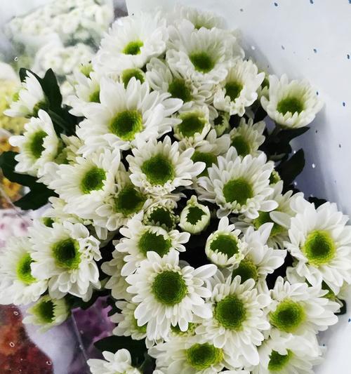 小雏菊的花期及生长特点（观察花期长短，了解小雏菊的成长之路）