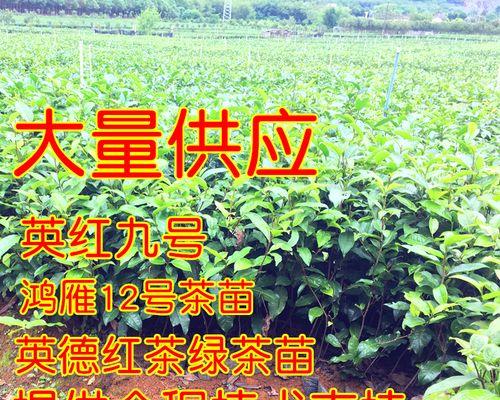 普洱茶的生长环境与地方条件（探寻普洱茶的原产地及其生长之道）