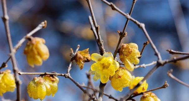 红梅花开花期及特点详解（红梅开花时间、花期长短、香味和品种等细节解析）